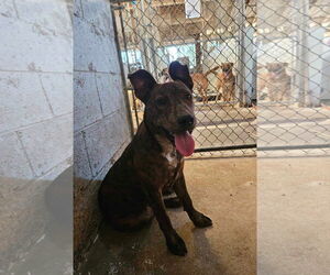 American Pit Bull Terrier-Unknown Mix Dogs for adoption in El Centro, CA, USA