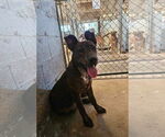 Small American Pit Bull Terrier Mix
