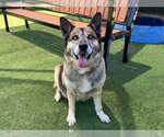 Small #3 German Shepherd Dog