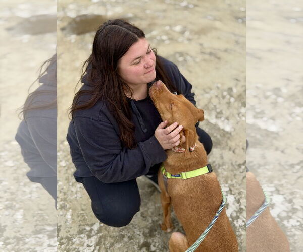 Medium Photo #4 Unknown-Vizsla Mix Puppy For Sale in West Cornwall, CT, USA