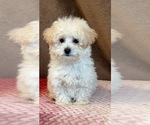 Small Photo #2 Poodle (Toy) Puppy For Sale in MARTINSVILLE, IN, USA