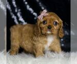 Puppy Honey AKC Cavalier King Charles Spaniel