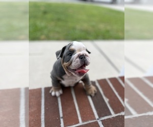 Bulldog Puppy for sale in HAMPTON, VA, USA