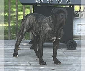 Father of the Cane Corso puppies born on 05/31/2025