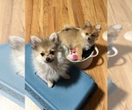 Small #9 Pomeranian