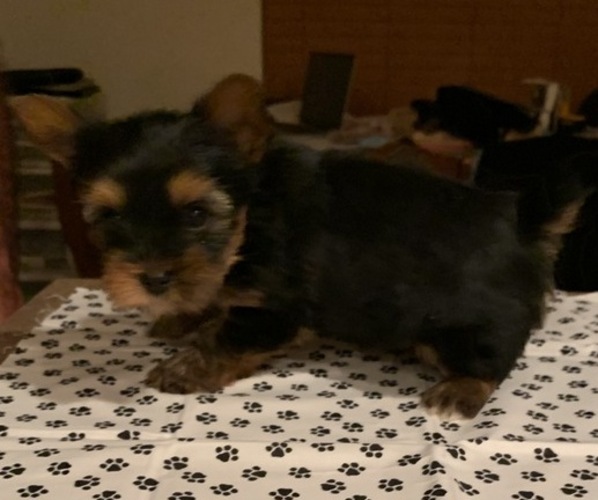 Medium Photo #3 Yorkshire Terrier Puppy For Sale in LAMAR, CO, USA