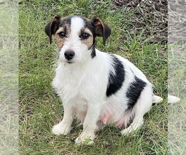 Medium Photo #1 Jack Russell Terrier Puppy For Sale in FREEMAN, MO, USA
