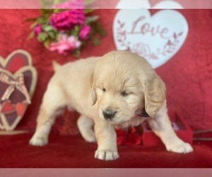 Golden Retriever Puppy for sale in LANCASTER, PA, USA