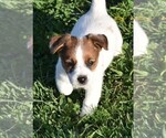 Puppy 2 Russell Terrier
