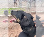 Small #12 Rottweiler Mix