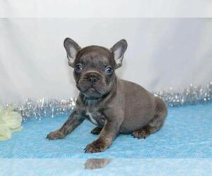 French Bulldog Puppy for sale in FREDERICKSBG, OH, USA