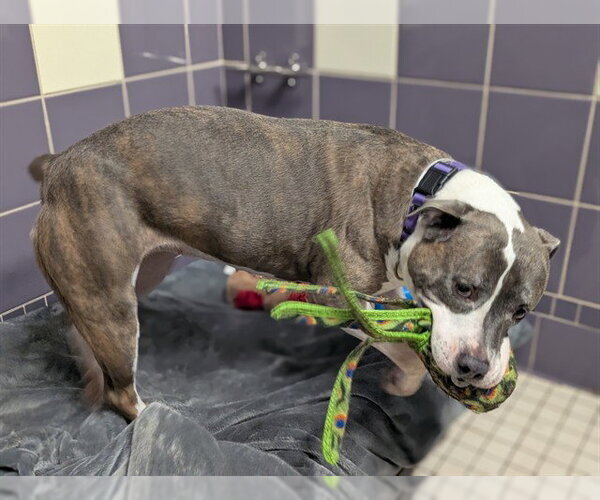 Medium Photo #2 American Pit Bull Terrier-Unknown Mix Puppy For Sale in Fort Collins, CO, USA