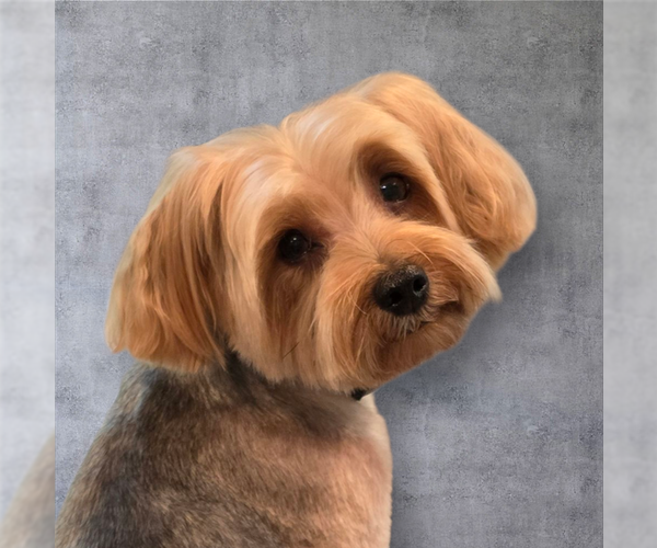 Medium Photo #5 Mutt Puppy For Sale in Allentown,, PA, USA