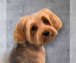 Small #4 Mutt