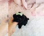 Small #4 Poodle (Toy)
