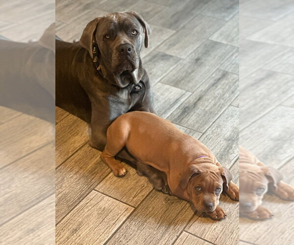 Medium Photo #14 American Staffordshire Terrier-Unknown Mix Puppy For Sale in Lake Forest, CA, USA