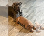 Small #13 American Staffordshire Terrier Mix