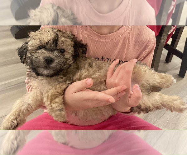 Medium Photo #1 Shih-Poo Puppy For Sale in CYPRESS, TX, USA