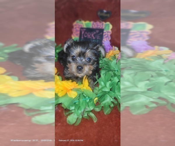 Medium Photo #50 Yorkshire Terrier Puppy For Sale in AKRON, OH, USA