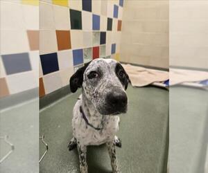 Pointer-Unknown Mix Dogs for adoption in Plano, TX, USA