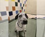 Small Pointer Mix