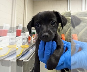 Chiweenie Dogs for adoption in Las Vegas, NV, USA