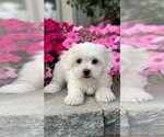 Small #3 Coton de Tulear