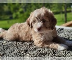 Puppy 1 Aussiedoodle Miniature 