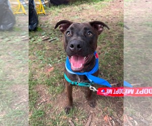 American Staffordshire Terrier-German Shepherd Dog Mix Dogs for adoption in Holly Springs, NC, USA