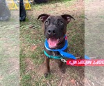 Small American Staffordshire Terrier-German Shepherd Dog Mix