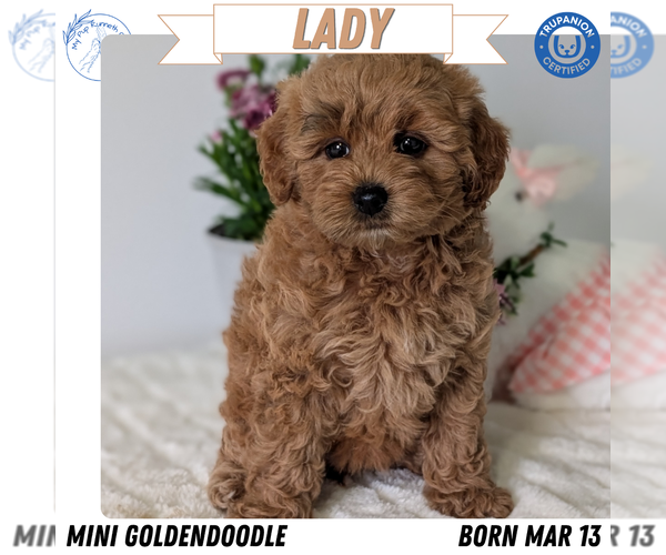 Medium Photo #1 Goldendoodle (Miniature) Puppy For Sale in GOSHEN, IN, USA