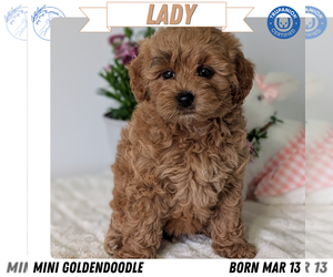 Medium Goldendoodle (Miniature)