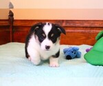 Small #1 Pembroke Welsh Corgi