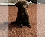 Small Photo #12 Labrador Retriever Puppy For Sale in SHELBY, NC, USA