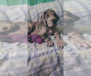 Great Dane Puppy for sale in MAIDEN, NC, USA