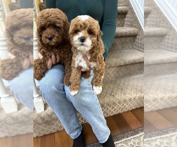 Medium Photo #1 Cock-A-Poo Puppy For Sale in N LINDENHURST, NY, USA