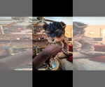 Small #2 Yorkshire Terrier