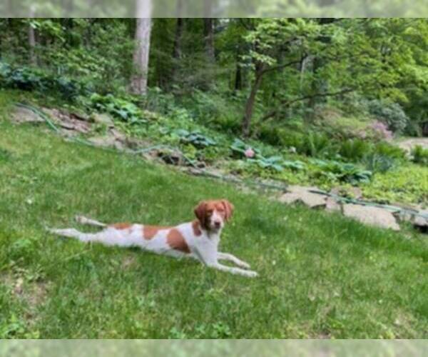 Medium Photo #8 Brittany Puppy For Sale in Curwensville, PA, USA