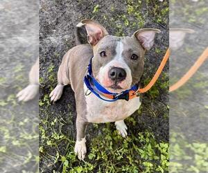 American Staffordshire Terrier Dogs for adoption in Fort Lauderdale, FL, USA