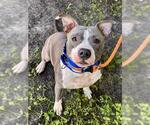 *PRECIOUS - Female American Staffordshire Terrier Dog for Adoption - Small photo
