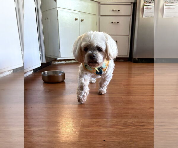 Medium Photo #2 Shih Apso Puppy For Sale in Wheaton, IL, USA
