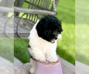 Havapoo Puppy for sale in DUNDEE, OH, USA