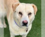 Small #6 Labrador Retriever Mix