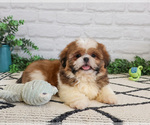 Small #13 Shih Tzu