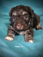 Havanese Puppy for sale in SMITHVILLE, MS, USA