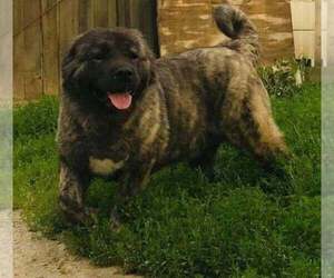 Mother of the Caucasian Shepherd Dog puppies born on 08/22/2021