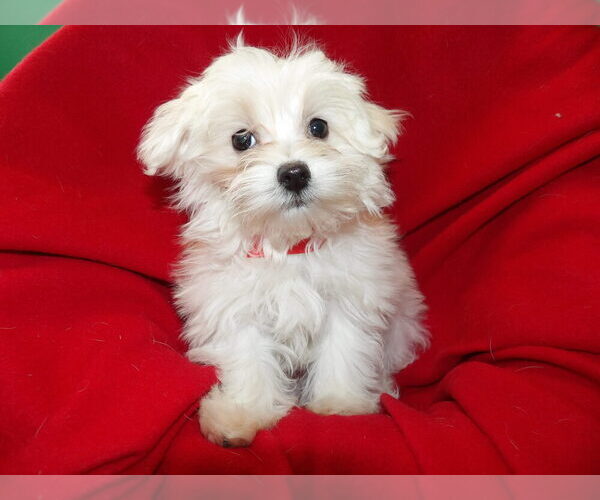 Medium Photo #18 Maltese Puppy For Sale in PATERSON, NJ, USA