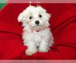 Small Photo #18 Maltese Puppy For Sale in PATERSON, NJ, USA