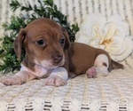 Small Photo #15 Dachshund Puppy For Sale in GOSHEN, IN, USA
