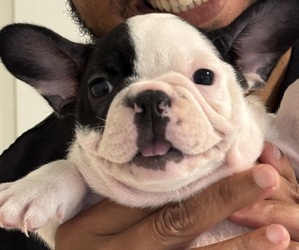 French Bulldog Puppy for sale in PALM BAY, FL, USA